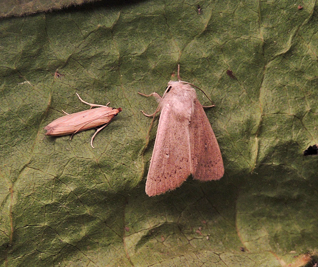 Mythimna unipuncta Noctuidae